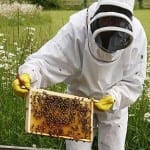 24/06/08  Bee keeping course at Littlecote House in Berkshire. Teresa Machan and Steve Conway are shown the hives by bee keeper Rosemary Proud (upright head protector) at her property near Lambourn, Berkshire. Picture: John Lawrence 07850 429934